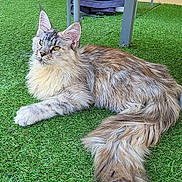 Baïka a rejoint le concours — aidez-le/la à gagner de superbes lots ! cat, long_hair, feline, pet, animal, outdoor, grass, artificial_grass, relaxed, lying_down, yellow_eyes, tail, ears, patio, furniture, door, domestic_cat, fluffy, resting, curious