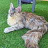 animal, artificial_grass, cat, curious, domestic_cat, door, ears, feline, fluffy, furniture, grass, long_hair, lying_down, outdoor, patio, pet, relaxed, resting, tail, yellow_eyes