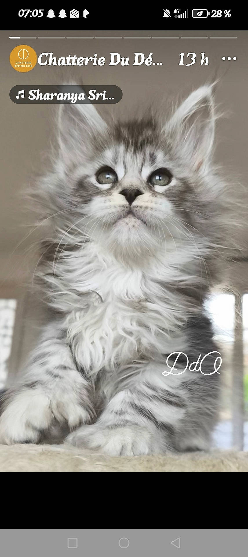 Baïka a rejoint le concours — aidez-le/la à gagner de superbes lots ! animal, cat, cute, domestic, eyes, feline, fluffy, fur, gray, indoor, kitten, looking_up, paws, pet, portrait, small, soft, whiskers, white, young