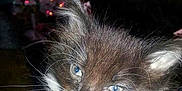 Kloe Bug joined the competition — help win amazing prizes! kitten, cat, close_up, blue_eyes, fluffy, black_and_white, whiskers, indoor, christmas_lights, holiday, pet, animal, cute, feline, portrait, young_animal, soft_fur, domestic_cat, festive, background_blur