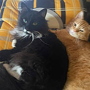 Kloe Bug joined the competition — help win amazing prizes! cat, cats, black_cat, orange_cat, feline, pet, animal, cozy, blanket, plaid, indoor, fur, whiskers, relaxed, cute, snuggle, two_animals, resting, companion, curious