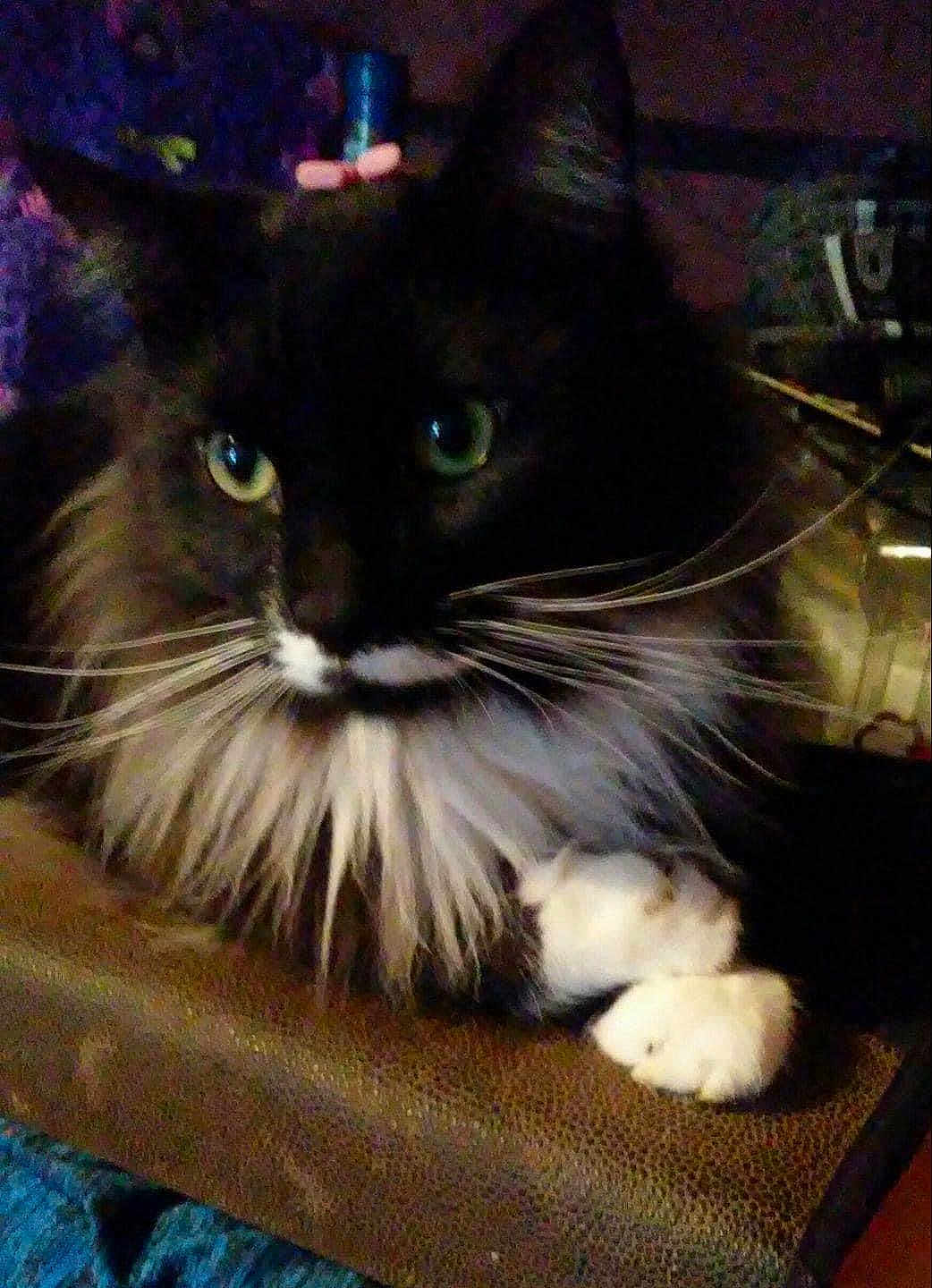 Kloe Bug