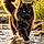 Athos