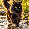 animal, black_cat, cat, ears, feline, fluffy_tail, forest, golden_eyes, long_hair, maine_coon, outdoors, pet, portrait, splashing, stream, sunlight, walking, water, wet_fur, whiskers