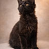 Athos participe au concours pour gagner de l'argent avec cette photo : black_cat, kitten, fluffy, fur, pet, animal, portrait, sitting, golden_eyes, whiskers, indoor, cute, feline, young_cat, soft_light, neutral_background, curious, small, adorable, mammal
