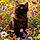Athos
