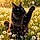 Athos