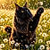 Athos