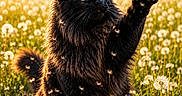 Athos a rejoint le concours — aidez-le/la à gagner de superbes lots ! animal, black_cat, cat, close_up, dandelion, field, flower, fur, grass, nature, outdoor, paw, pet, plant, playful, spring, sunlight, whiskers, wildlife, yellow_eyes