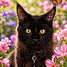 animal, black_cat, bow_tie, butterfly, cat, close_up, cute, feline, flower, garden, insect, nature, outdoor, pet_accessory, pink_flower, portrait, purple_flower, spring, wildlife, yellow_eyes