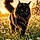 Athos