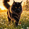 Athos a rejoint le concours — aidez-le/la à gagner de superbes lots ! amber_eyes, animal, black_cat, butterfly, cat, close_up, daisy, flower, fur, golden_light, grass, majestic, meadow, nature, outdoor, paw, serene, sunset, walking, wildlife