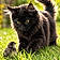 Athos