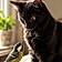Athos