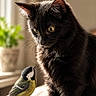 black_cat, bird, window, plant, wood, animal, curious, pet, nature, indoor, feline, wildlife, closeup, soft_light, perched, companion, quiet, observation, contrast, cute