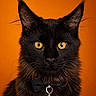 Athos a rejoint le concours — aidez-le/la à gagner de superbes lots ! black_cat, cat, pet, portrait, animal, feline, bow_tie, yellow_eyes, close_up, orange_background, fur, whiskers, domestic_cat, looking_at_camera, indoor, cute, adorable, mysterious, alert, charming