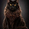 Athos participe au concours pour gagner de l'argent avec cette photo : amber_eyes, animal, beautiful, black_cat, cat, close_up, dark_background, ears, feline, fluffy, indoor, long_fur, maine_coon, majestic, pet, portrait, sitting, studio_light, tail, whiskers