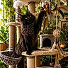 animal, black_cat, cat, cat_toy, cat_tree, cozy, decor, feathers, feline, fur, hanging_toy, home_interior, houseplant, indoor_plant, orange_eyes, pet, playful, rope, scratching_post, whiskers