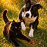 black_cat, black_and_white_dog, butterfly, wildflowers, grass, sunlight, outdoor, nature, animal, pet, playful, curious, meadow, golden_hour, paw, collar, ears, tail, orange_butterfly, close_up