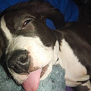 Tyna participe au concours pour gagner de l'argent avec cette photo : dog, tongue_out, sleepy, close_up, black_and_white, pet, resting, blanket, cute, animal, face, fur, indoors, lying_down, nostrils, whiskers, expression, muzzle, relaxed, nose