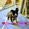 Tyna a rejoint le concours — aidez-le/la à gagner de superbes lots ! dog, indoor, tile_floor, glass_door, sunlight, shadow, pet, black_and_white, collar, leash, floor, wall, reflection, door, window, animal, companion, house, daylight, text_overlay