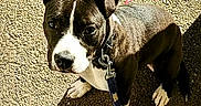 Tyna participe au concours pour gagner de l'argent avec cette photo : dog, leash, black_and_white, pet, outdoor, pavement, sunlight, shadow, cute, looking_up, animal, companion, walk, speech_bubble, text_overlay, emotion, adorable, canine, playful, close_up