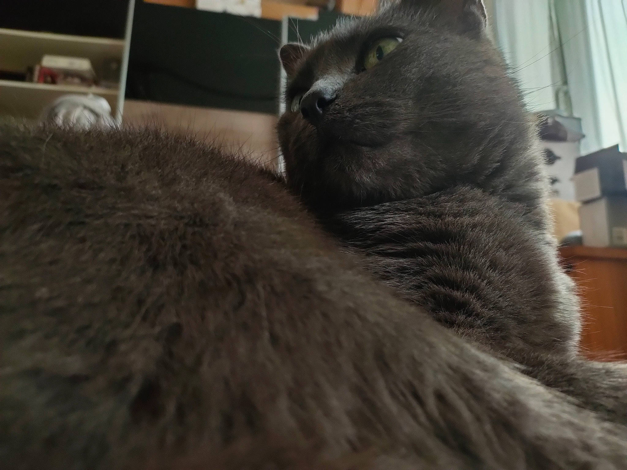 Bouffon a rejoint le concours — aidez-le/la à gagner de superbes lots ! carnivore, cat, claw, comfort, computer_keyboard, domestic_short_haired_cat, felidae, fur, grey, nap, paw, small_to_medium_sized_cats, snout, tail, terrestrial_animal, whiskers, window