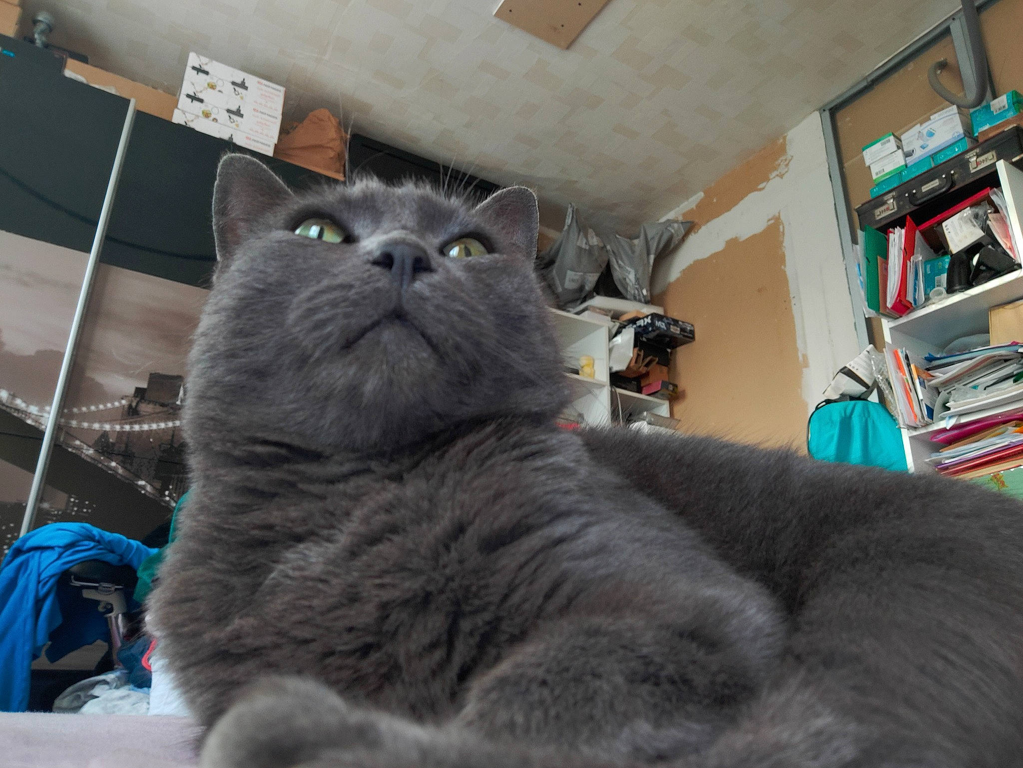 Bouffon a rejoint le concours — aidez-le/la à gagner de superbes lots ! bookcase, carnivore, cat, claw, comfort, domestic_short_haired_cat, felidae, fur, grey, nap, paw, russian_blue, shelf, shelving, small_to_medium_sized_cats, snout, tail, terrestrial_animal, whiskers