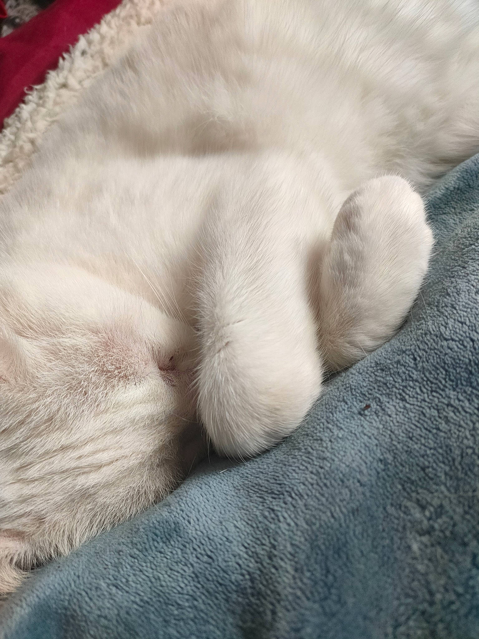 Pinceau a rejoint le concours — aidez-le/la à gagner de superbes lots ! carnivore, cat, claw, cloud, comfort, domestic_short_haired_cat, felidae, fur, grey, linens, mammal, nap, paw, sleep, small_to_medium_sized_cats, snout, tail, terrestrial_animal, whiskers