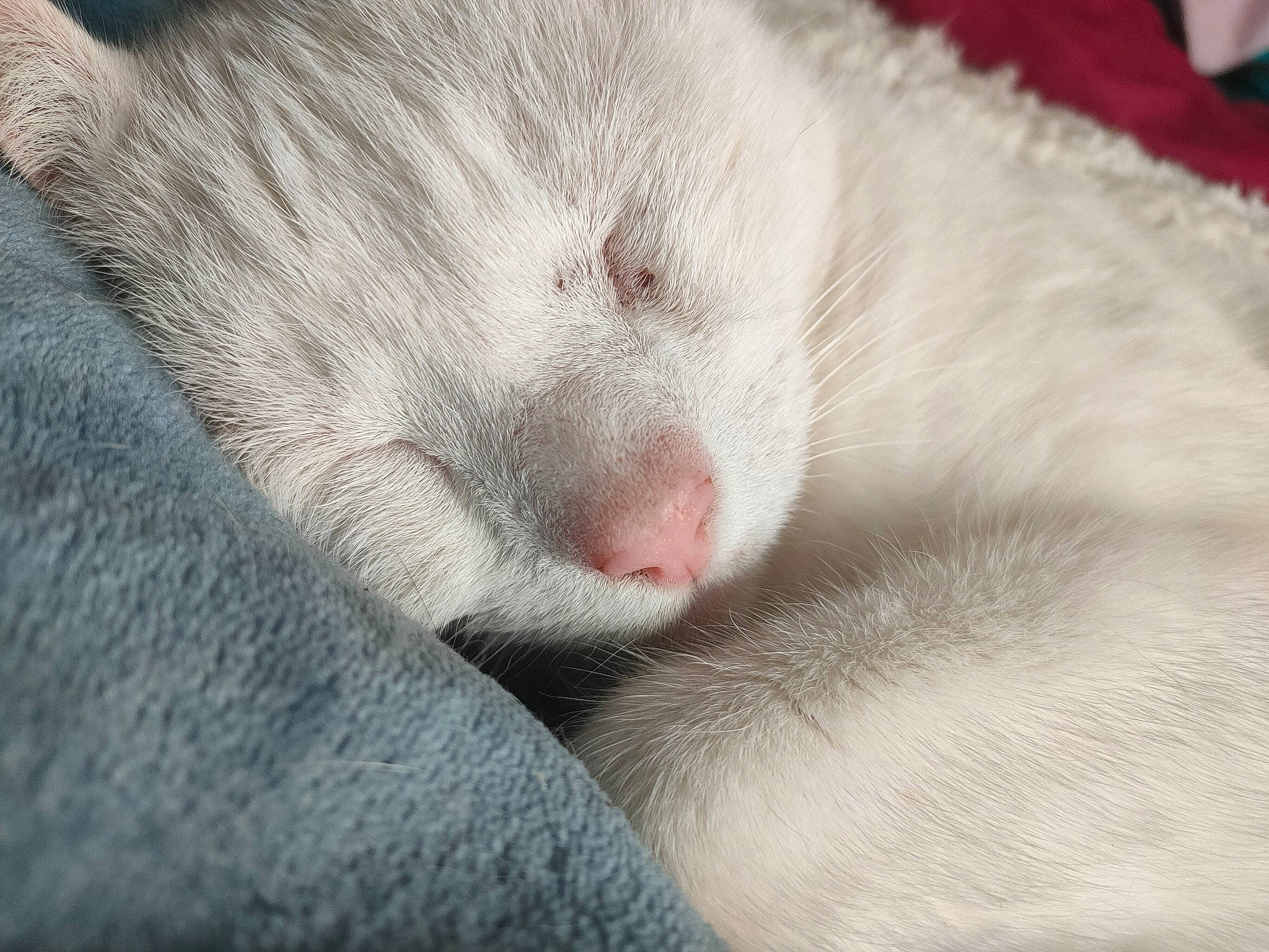 Pinceau a rejoint le concours — aidez-le/la à gagner de superbes lots ! carnivore, cat, claw, comfort, domestic_short_haired_cat, felidae, fur, grey, nap, paw, small_to_medium_sized_cats, snout, tail, terrestrial_animal, whiskers