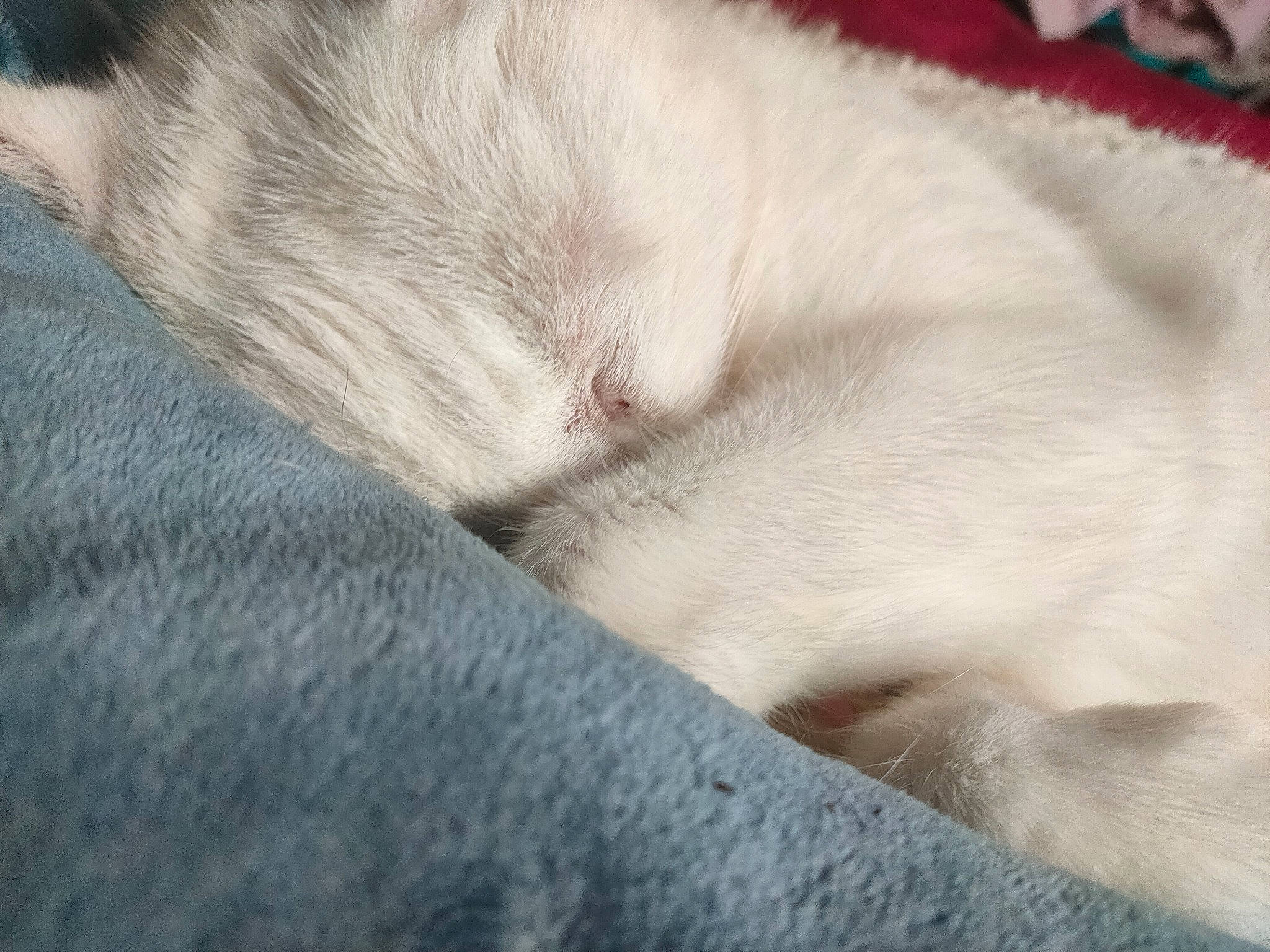 Pinceau a rejoint le concours — aidez-le/la à gagner de superbes lots ! carnivore, cat, claw, comfort, electric_blue, felidae, fur, grey, small_to_medium_sized_cats, sporting_group, tail, terrestrial_animal, whiskers