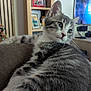 animal, cat, close_up, curious, ears, fur, furniture, gray, indoor, kitten, living_room, pet, picture_frame, portrait, relaxed, shelf, soft, television, whiskers, white