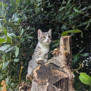Abby participe au concours pour gagner de l'argent avec cette photo : animal, branches, cat, close_up, curious, daylight, exploration, foliage, gray_and_white, green_leaves, kitten, mammal, nature, outdoor, pet, small_animal, tree_stump, wildlife, wood, young_cat