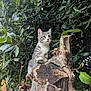animal, branches, cat, close_up, curious, daylight, exploration, foliage, gray_and_white, green_leaves, kitten, mammal, nature, outdoor, pet, small_animal, tree_stump, wildlife, wood, young_cat