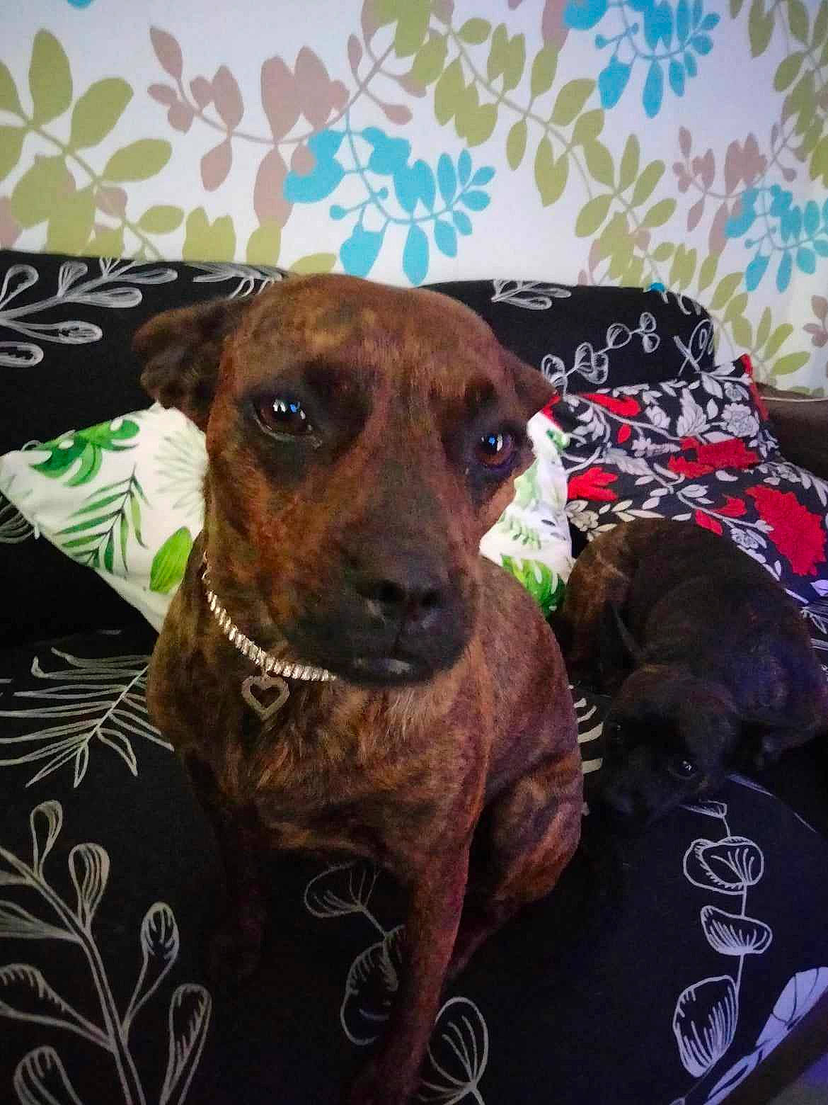 Harley a rejoint le concours — aidez-le/la à gagner de superbes lots ! canidae, carnivore, chair, collar, comfort, companion_dog, dog, dog_breed, dog_collar, dog_supply, fawn, linens, liver, pet_supply, sleeve, snout, sporting_group, toy_dog, whiskers, working_animal