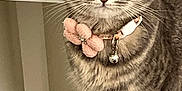 Meera joined the competition — help win amazing prizes! animal, bell, cat, closeup, collar, cute, domestic_cat, ears, eyes, feline, flower_collar, fur, furniture, gray_tabby, home, indoor, pet, portrait, sitting, whiskers