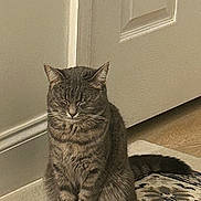 Meera joined the competition — help win amazing prizes! animal, carpet, cat, cute, domestic, door, feline, floor, fur, home, indoor, pattern, paws, pet, quiet, relaxed, resting, sleepy, tabby, whiskers