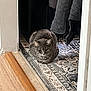 Meera is registered to the contest to win money with this photo: carpet, cat, cozy, curious, domestic_animal, feline, flooring, gray_tabby, hallway, home, indoor, loaf_position, patterned_rug, pet, quiet, quilted_jacket, resting, rug, tile_floor, wood_floor