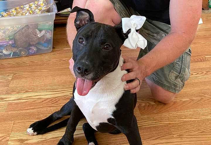 Heidi joined the competition — help win amazing prizes! canidae, carnivore, collar, companion_dog, dog, dog_breed, dog_collar, fawn, flooring, fur, gesture, hardwood, snout, sporting_group, t_shirt, tail, varnish, wood, wood_flooring, working_animal