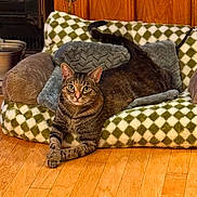 Peach is registered to the contest to win money with this photo: cat, tabby, pet_bed, cozy, indoor, wooden_floor, feline, relaxed, paws_crossed, green, white, checkered, fur, ears, eyes, tail, home, comfort, animal, resting