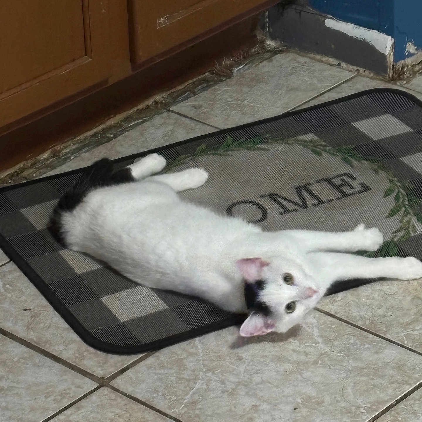 Stella joined the competition — help win amazing prizes! animal, black_spots, cat, checkered_pattern, curious, domestic, ears, feline, floor_mat, home, indoor, kitchen, looking, lying_down, pet, relaxed, tail, tile_floor, welcome_mat, white_cat