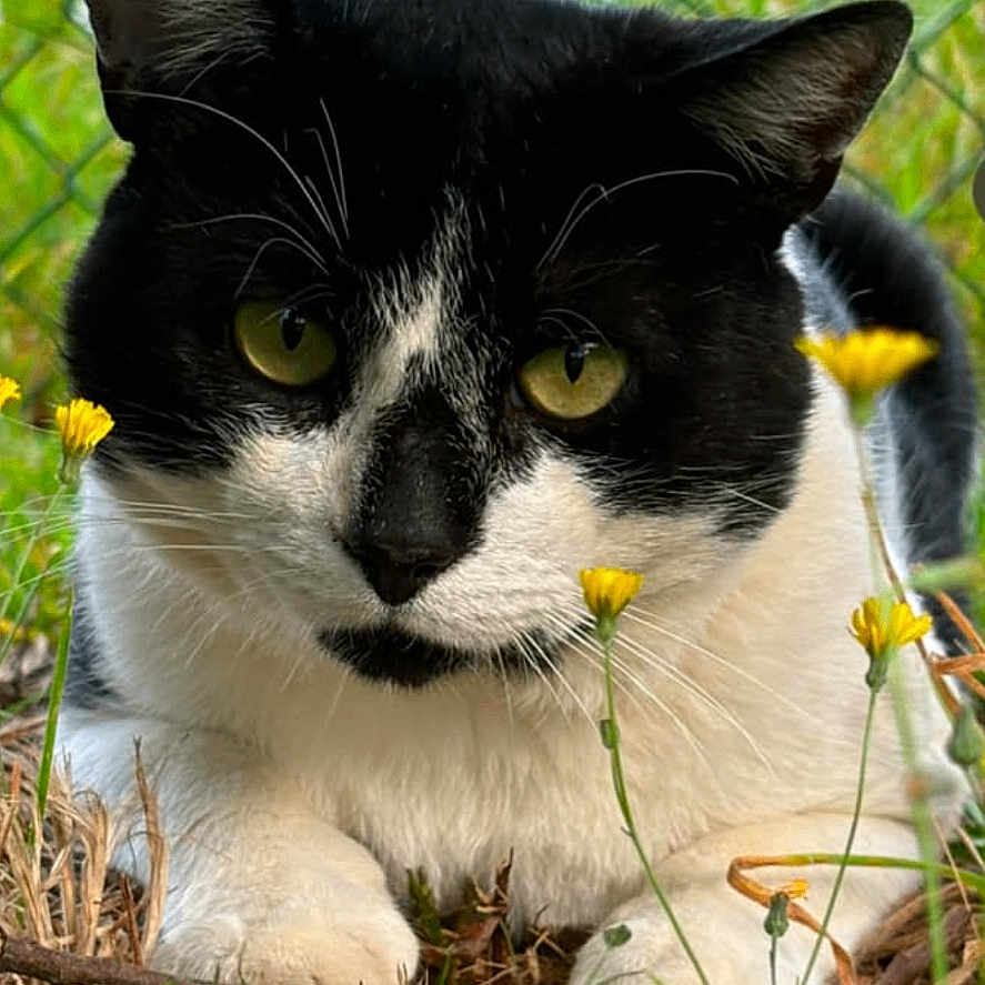 Hidari a rejoint le concours — aidez-le/la à gagner de superbes lots ! abyssinian, animal, blackcat, cat, daisy, den, face, field, flower, grass, grassland, head, kitten, manx, nature, outdoors, person, pet, plant, smelling