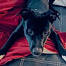 Fig is registered to the contest to win money with this photo: dog, black_dog, pet, animal, blanket, red_blanket, leather_surface, curious, lying_down, ears, eyes, nose, front_legs, domestic_animal, cute, indoor, resting, close_up, stitching, fur