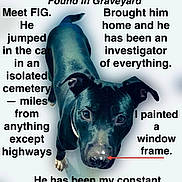 Fig joined the competition — help win amazing prizes! dog, black_dog, pet, animal, canine, looking_up, nose, collar, standing, text_overlay, story_text, red_arrow, background, isolated, companion, friendship, portrait, close_up, head, eyes