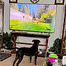 dog, living_room, television, nature_scene, deer, carpet, plant, clock, framed_art, table, water_bottle, pet_crate, glass_table, black_dog, indoor, furniture, home_decor, animal, screen, curious