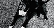 Fig joined the competition — help win amazing prizes! dog, black_and_white, carpet, laying_down, paws, pet, animal, indoor, fur, ears, tail, white_chest, texture, portrait, canine, resting, alert, monochrome, shadow, quiet