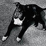 dog, black_and_white, carpet, laying_down, paws, pet, animal, indoor, fur, ears, tail, white_chest, texture, portrait, canine, resting, alert, monochrome, shadow, quiet