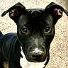 dog, black_dog, pet, close_up, ears, carpet, indoor, animal, canine, fur, looking, portrait, cute, muzzle, whiskers, eyes, nose, domestic_animal, companionship, friendly