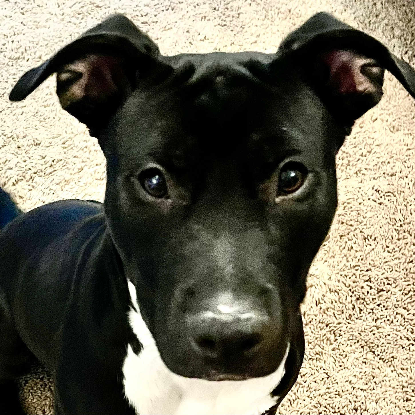Fig joined the competition — help win amazing prizes! dog, black_dog, pet, close_up, ears, carpet, indoor, animal, canine, fur, looking, portrait, cute, muzzle, whiskers, eyes, nose, domestic_animal, companionship, friendly