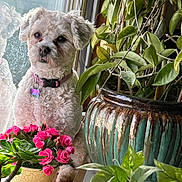 Luna Lynn Haus joined the competition — help win amazing prizes! animal, collar, cozy, cute, decor, dog, flower_pot, fur, green_plant, home, indoor, leaf, nature, pet, pink_flowers, plant, reflection, white_dog, window, windowsill